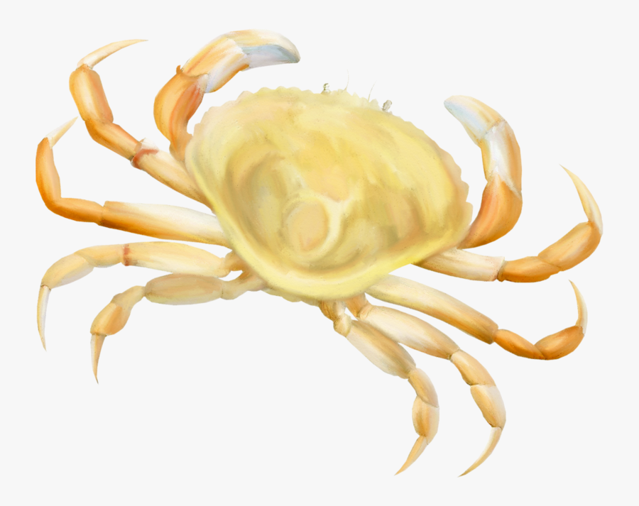 Freshwater Crab, Transparent Clipart