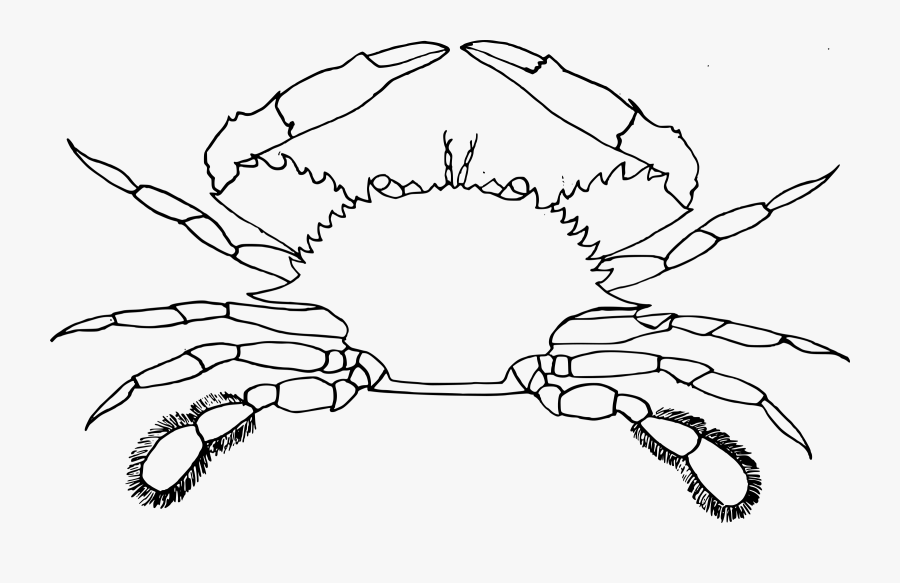White Clipart Crab - Clip Art Of A Crab, Transparent Clipart