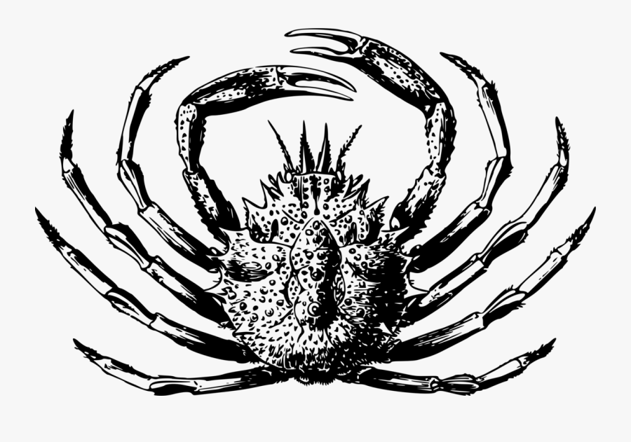 Line Art,decapoda,art - 4k Wallpaper Crab Black And White, Transparent Clipart