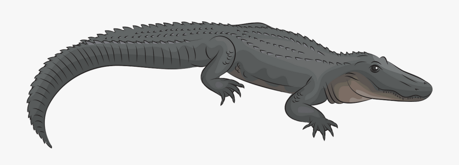 American Alligator, Transparent Clipart