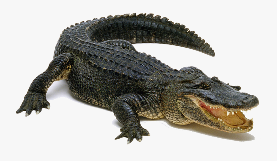 Clip Art Png Pic Peoplepng Com - Alligator Png, Transparent Clipart