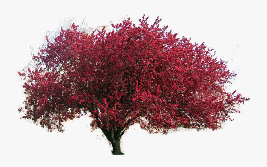 Transparent Apple Tree Png - Crab Apple Tree Clipart, Transparent Clipart