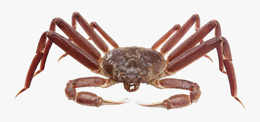 Emperor Crab, Transparent Clipart