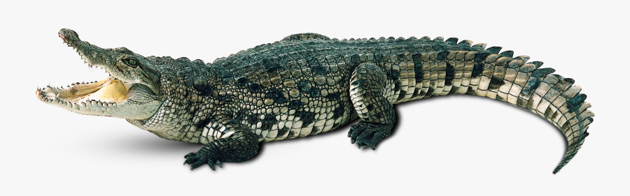 Clipart Eye Alligator - Crocodile Png, Transparent Clipart