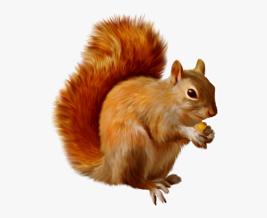 Squirrel Png, Transparent Clipart