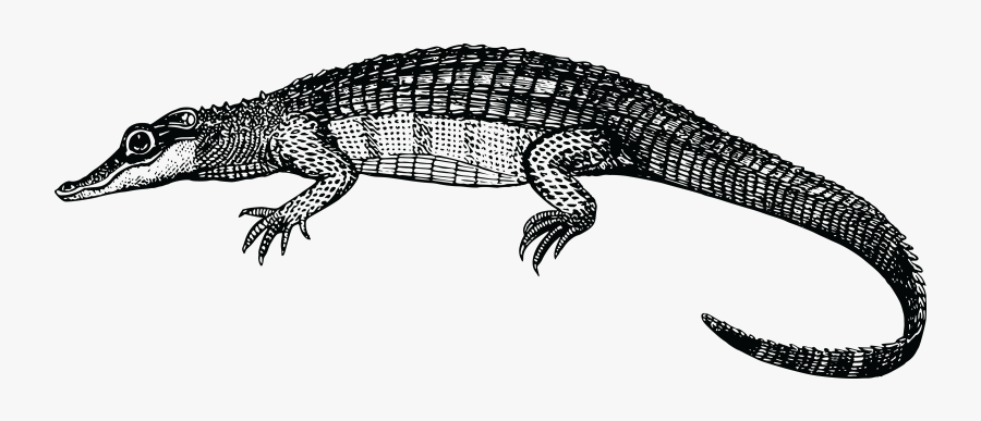 Alligator Animal Crocodile Png Image - Black And White Alligator Png, Transparent Clipart