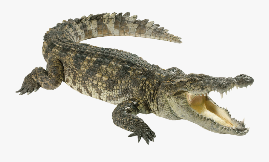Transparent Alligator Clipart - Dwayne The Glock Johnson, Transparent Clipart