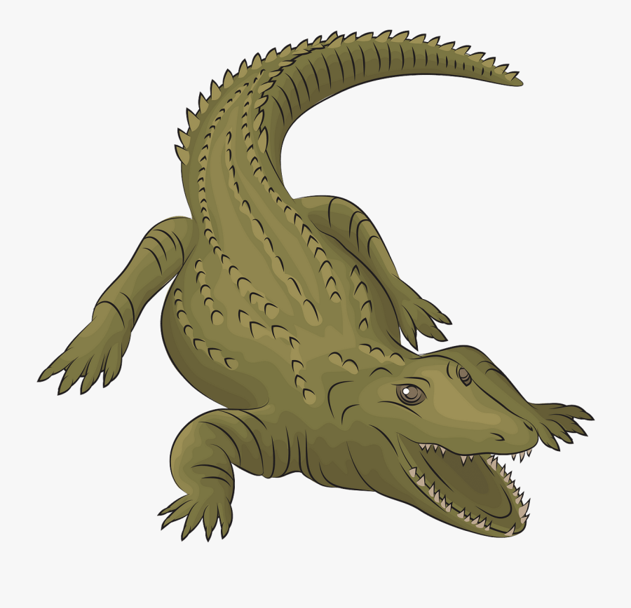 American Crocodile, Transparent Clipart