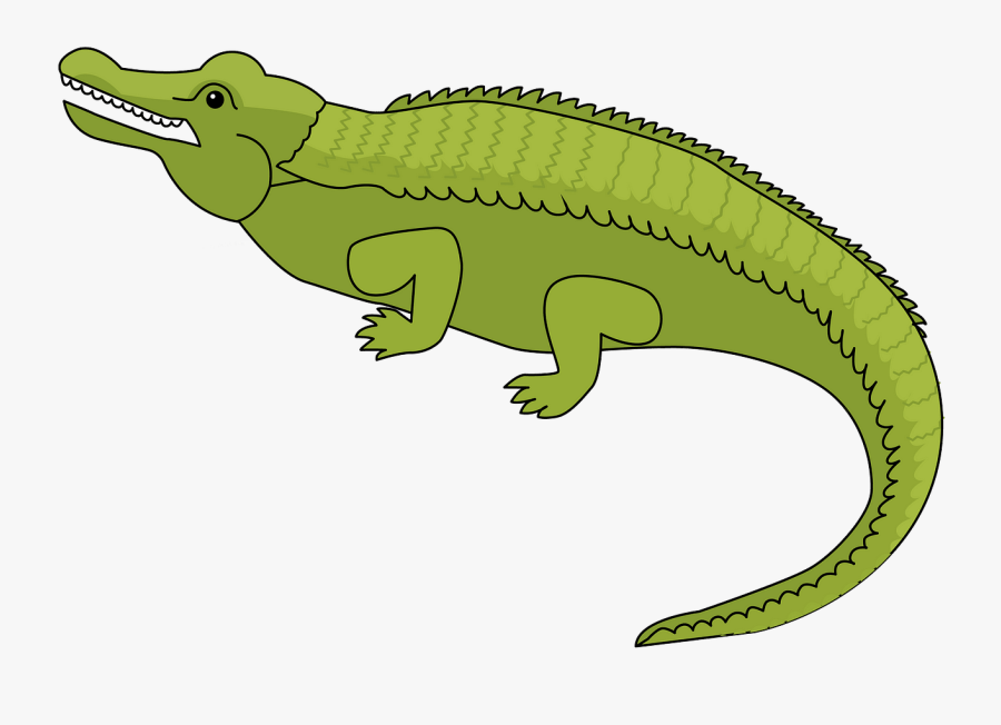 American Crocodile, Transparent Clipart