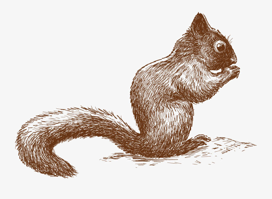 Fox Squirrel, Transparent Clipart