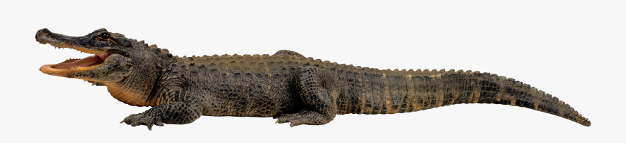 Crocodile Png By Absurdwordpreferred - Crocodile Png, Transparent Clipart