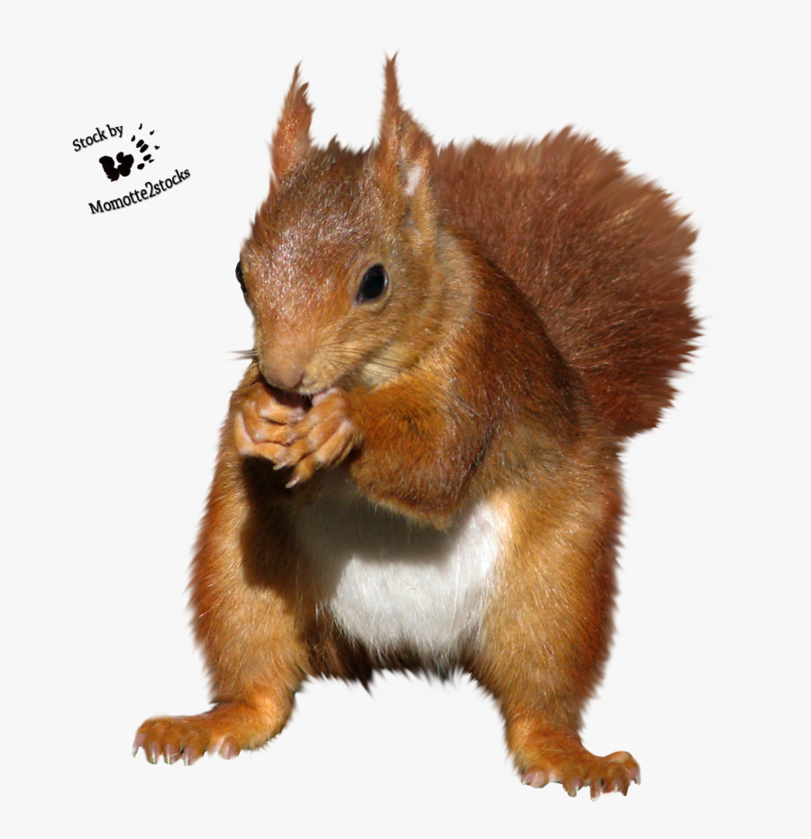 Transparent Squirrel Clipart - Red Squirrel Cut Out, Transparent Clipart