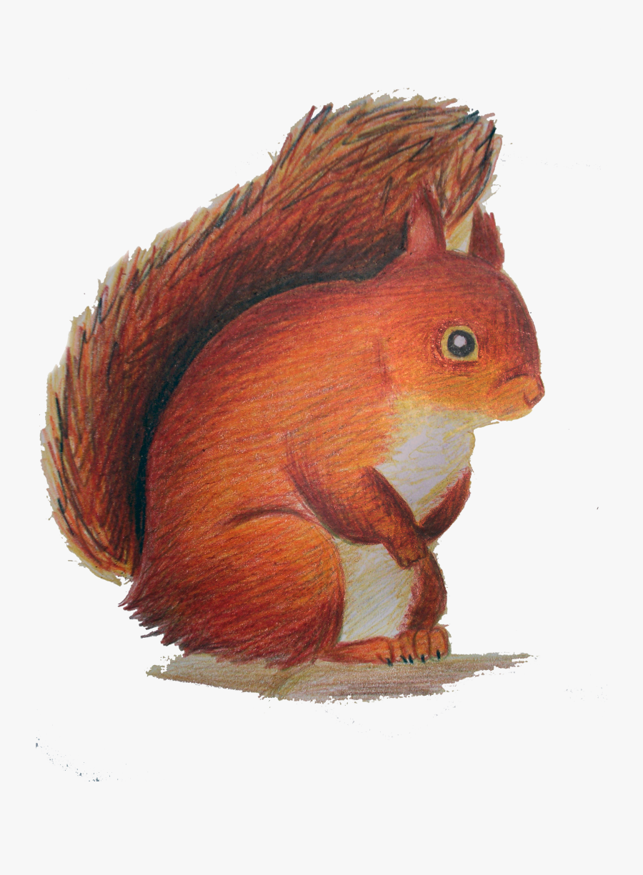 Red Squirrel Clipart - Squirrel, Transparent Clipart