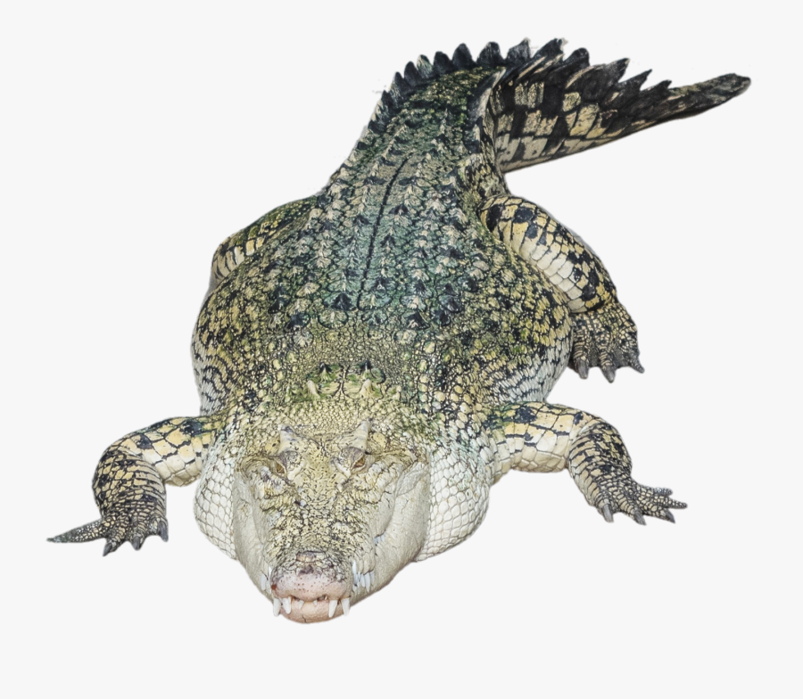 Saltwater Crocodile Png, Transparent Clipart