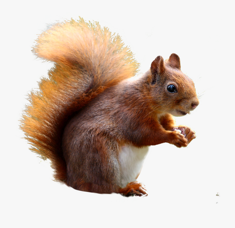 Clip Art Cute Png Purepng Free - Squirrel Names From Disney Movies, Transparent Clipart