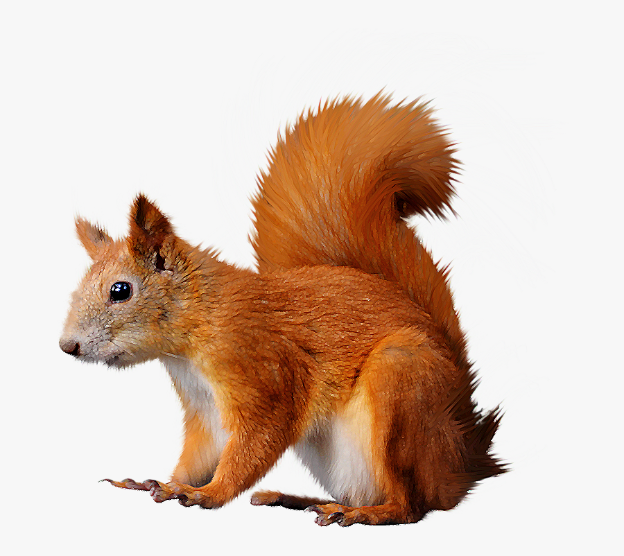 Transparent Squirrel Clipart Png - Red Squirrel Png, Transparent Clipart