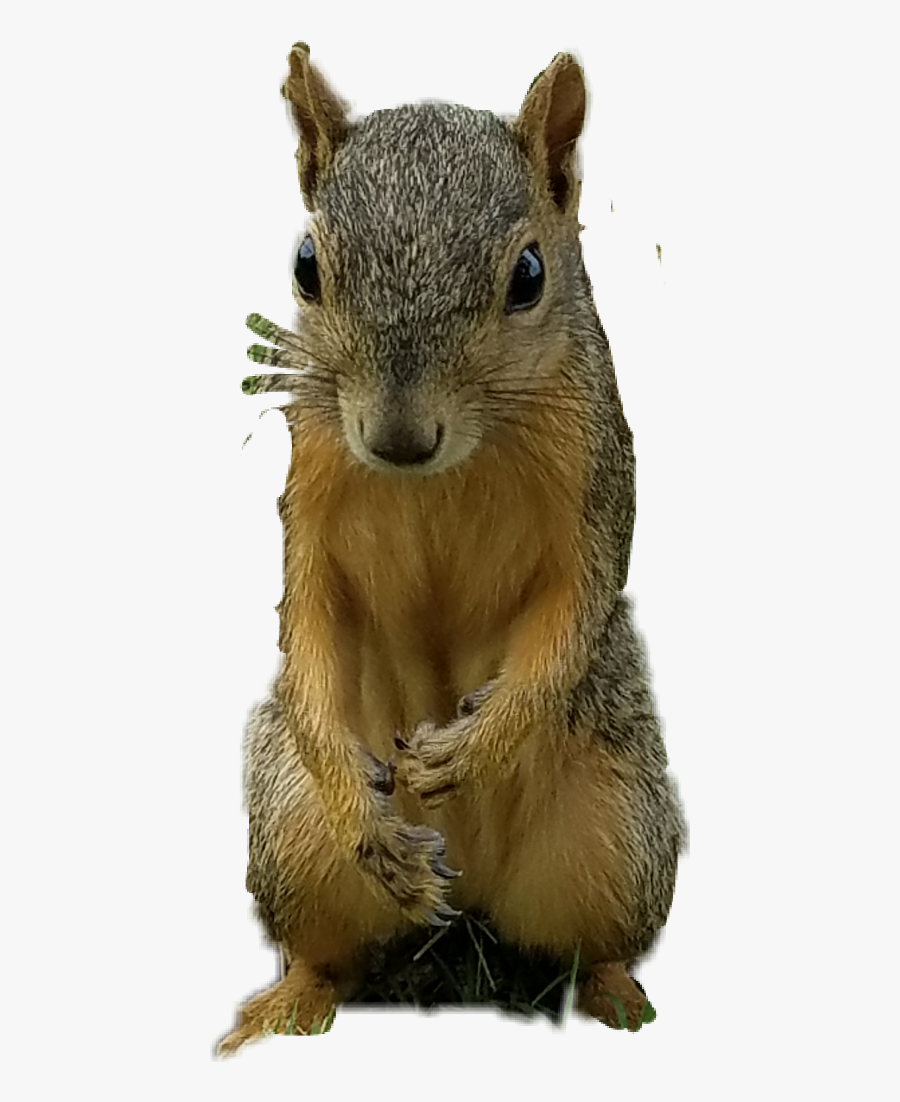 Free Squirrel Clipart - Fox Squirrel, Transparent Clipart