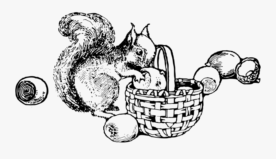 Squirrel And Nuts - Black And White Photo Of A Red Squirrel, Transparent Clipart