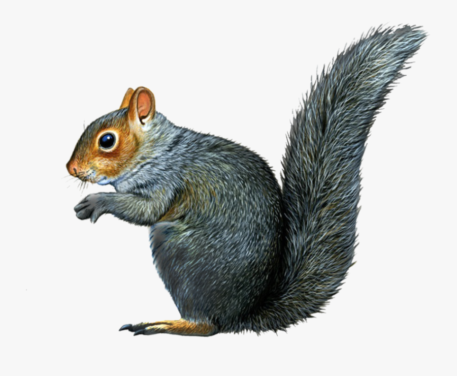 Grey Squirrel Clipart - Squirrel With No Background, Transparent Clipart