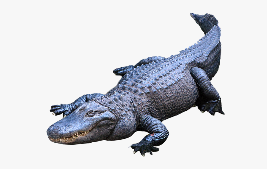 Alligator Png - Transparent Background Alligator Png, Transparent Clipart