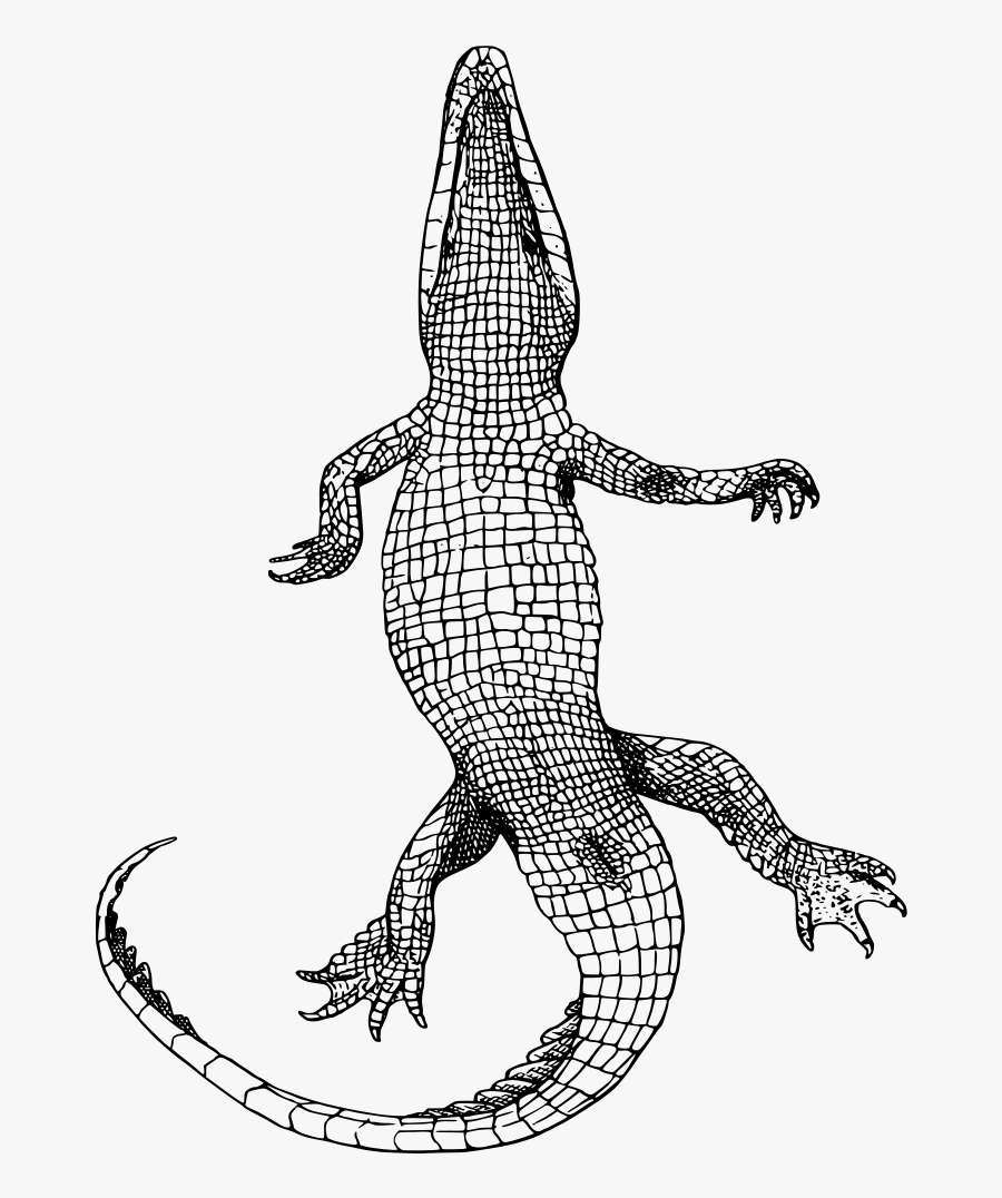 Transparent Alligator Clipart Png - Crocodile Drawing Birds Eye View, Transparent Clipart