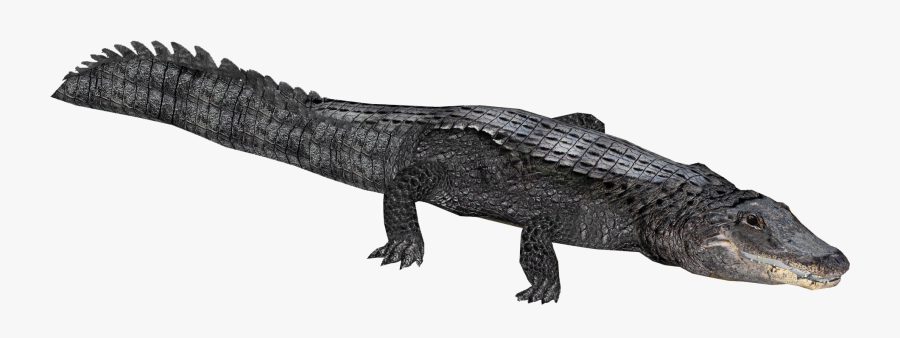Clip Art Image Of Alligator - Zoo Tycoon 2 Crocodile, Transparent Clipart