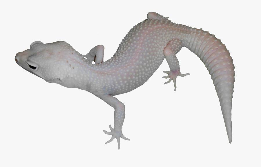 Alligator Lizard Clipart , Png Download - Alligator Lizard, Transparent Clipart