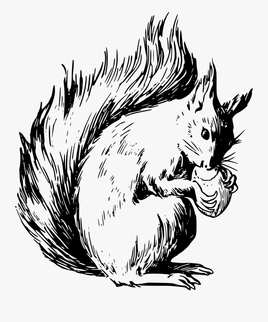 Red Squirrel Coloring Page, Transparent Clipart