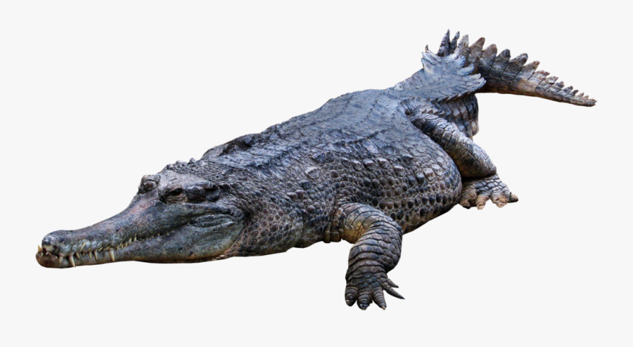 Clip Art Gator Png - Аллигатор Пнг, Transparent Clipart
