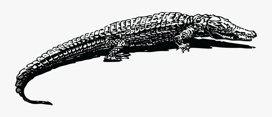Free Clipart Of A Crocodile - Alligator Png Transparent Blacl And White, Transparent Clipart