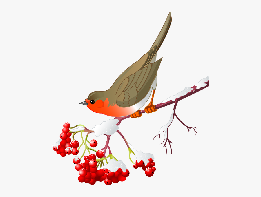 Bird Vector, Transparent Clipart