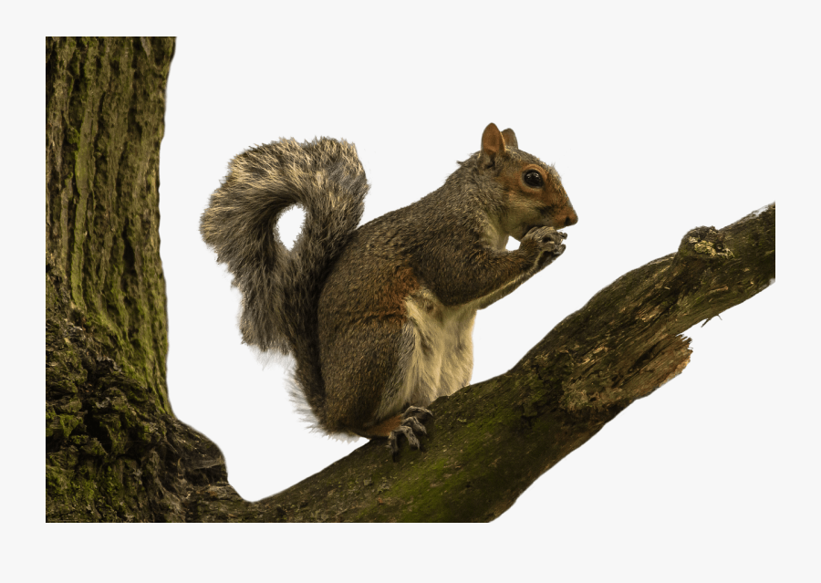 Squirrel On Tree Branch Transparent Png - Squirrel On Tree Branch, Transparent Clipart