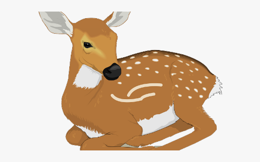 Squirrel Clipart Realistic - Fawn Clipart, Transparent Clipart