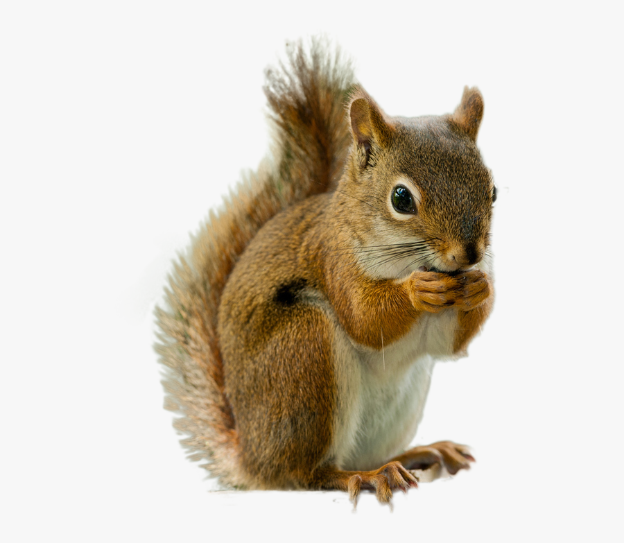 Grey-squirrel - Squirrel Png, Transparent Clipart