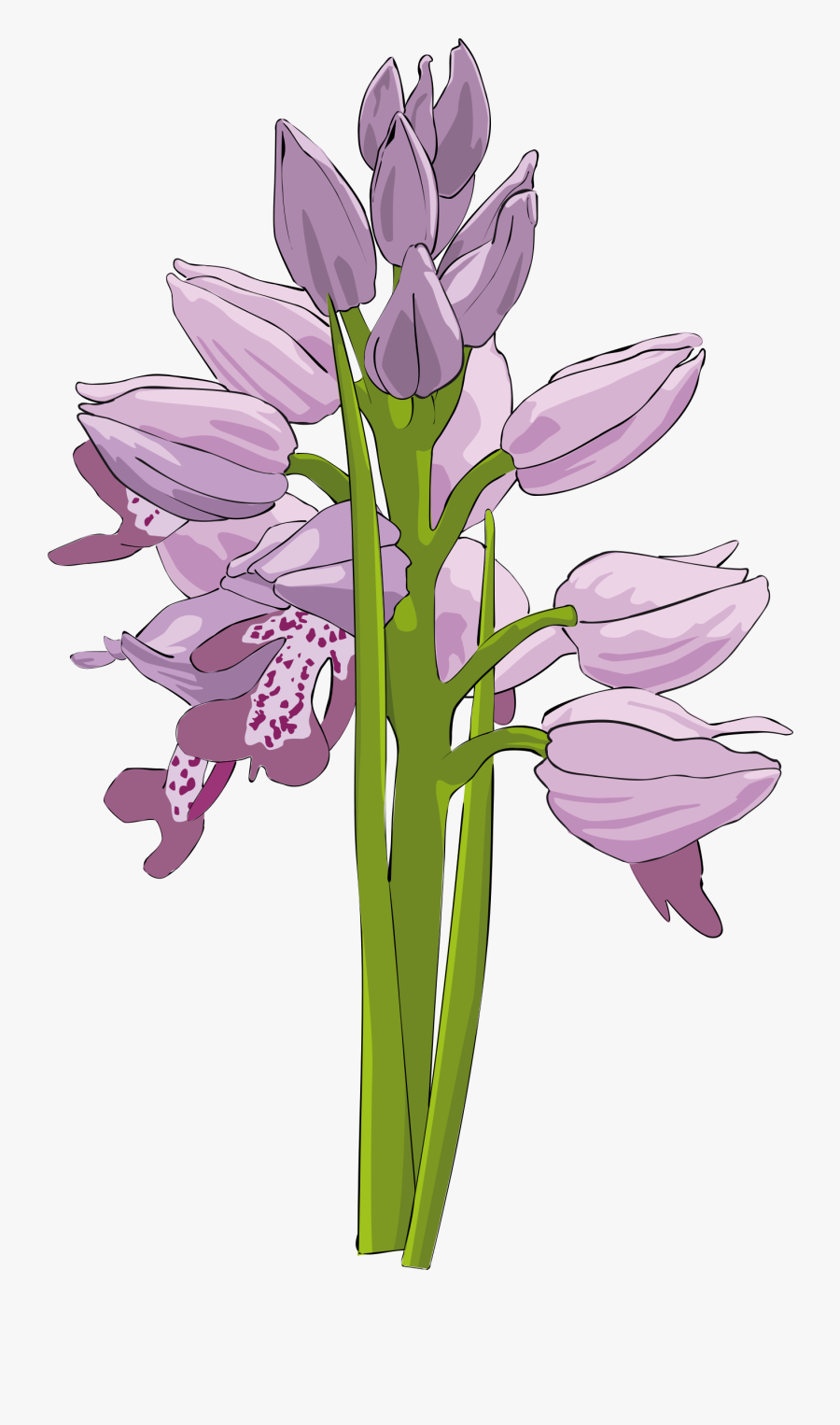 Plant,flower,lilac, Transparent Clipart