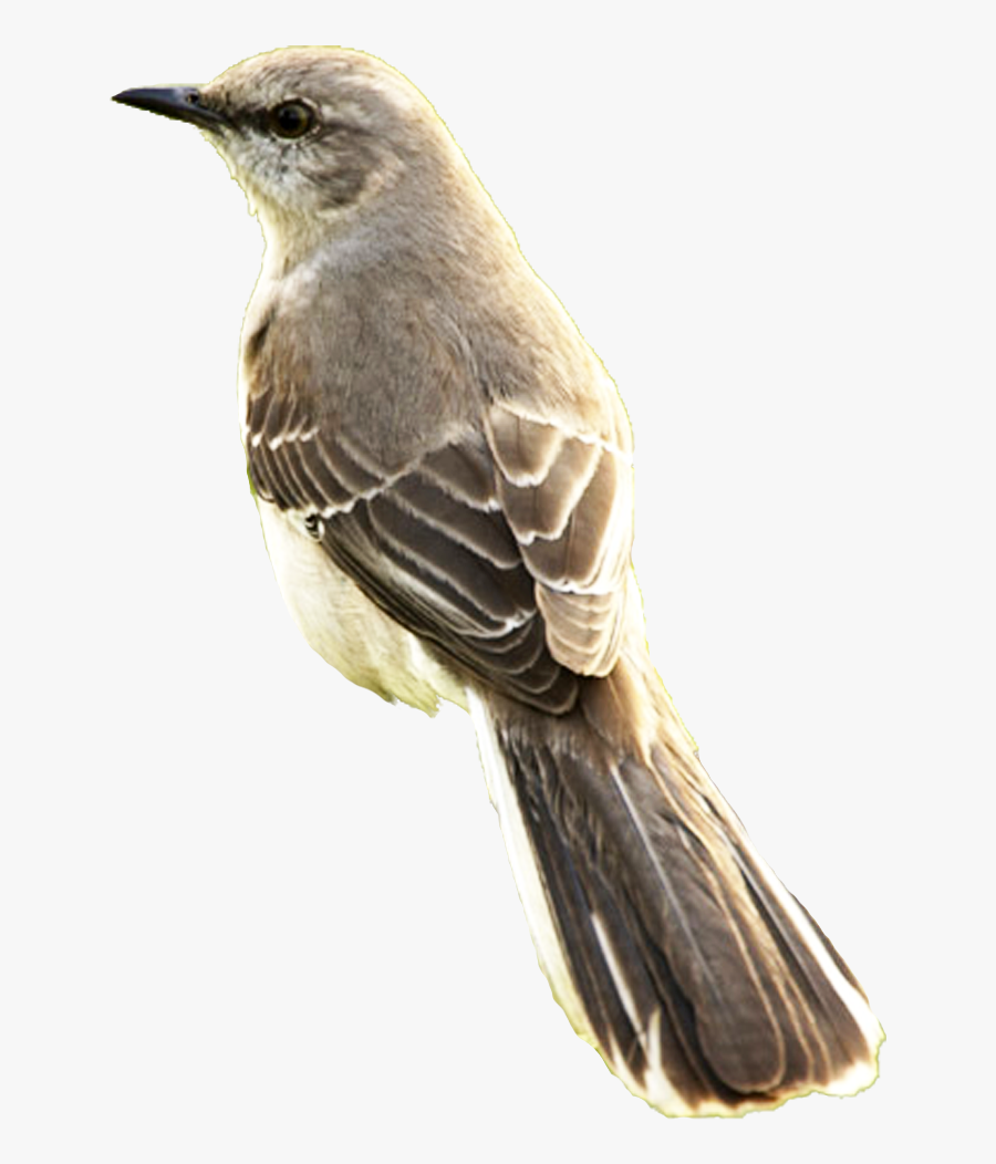 Texas State Bird , Free Transparent Clipart ClipartKey