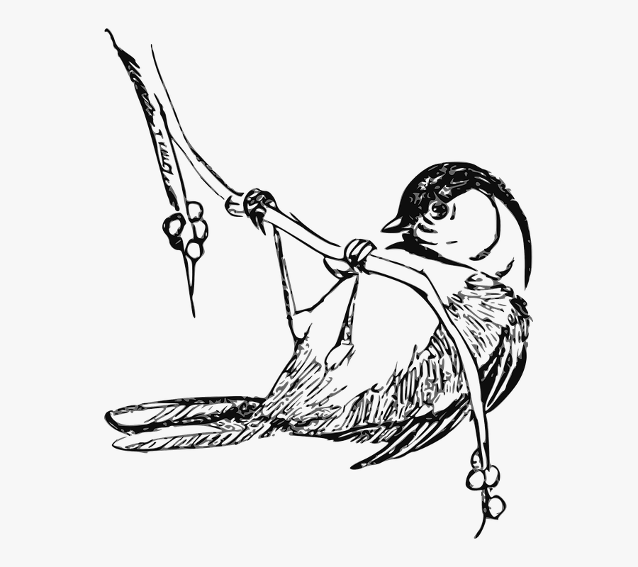 Bird, Finch, Wren, Perch - Black Capped Chickadee Drawings, Transparent Clipart
