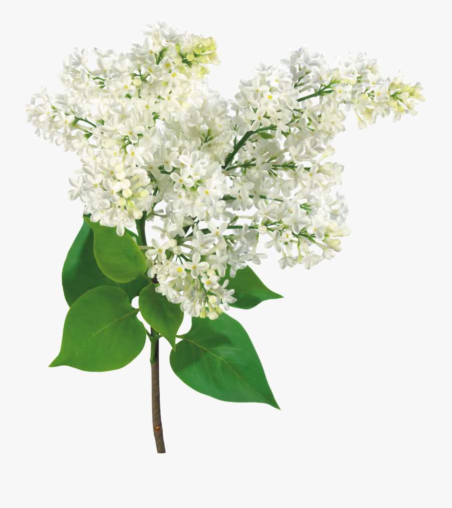 Común Lila Rama De La Luz Arbusto - White Lilac Png, Transparent Clipart