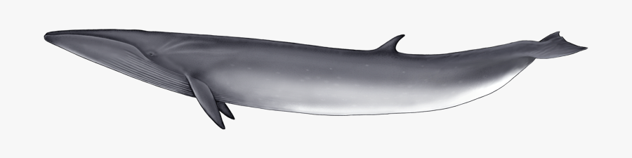 19244 - Portable Network Graphics, Transparent Clipart