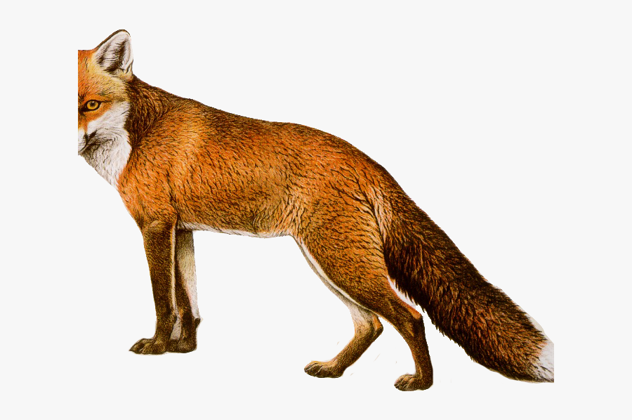 Image Free Stock Free Fox Clipart, Transparent Clipart