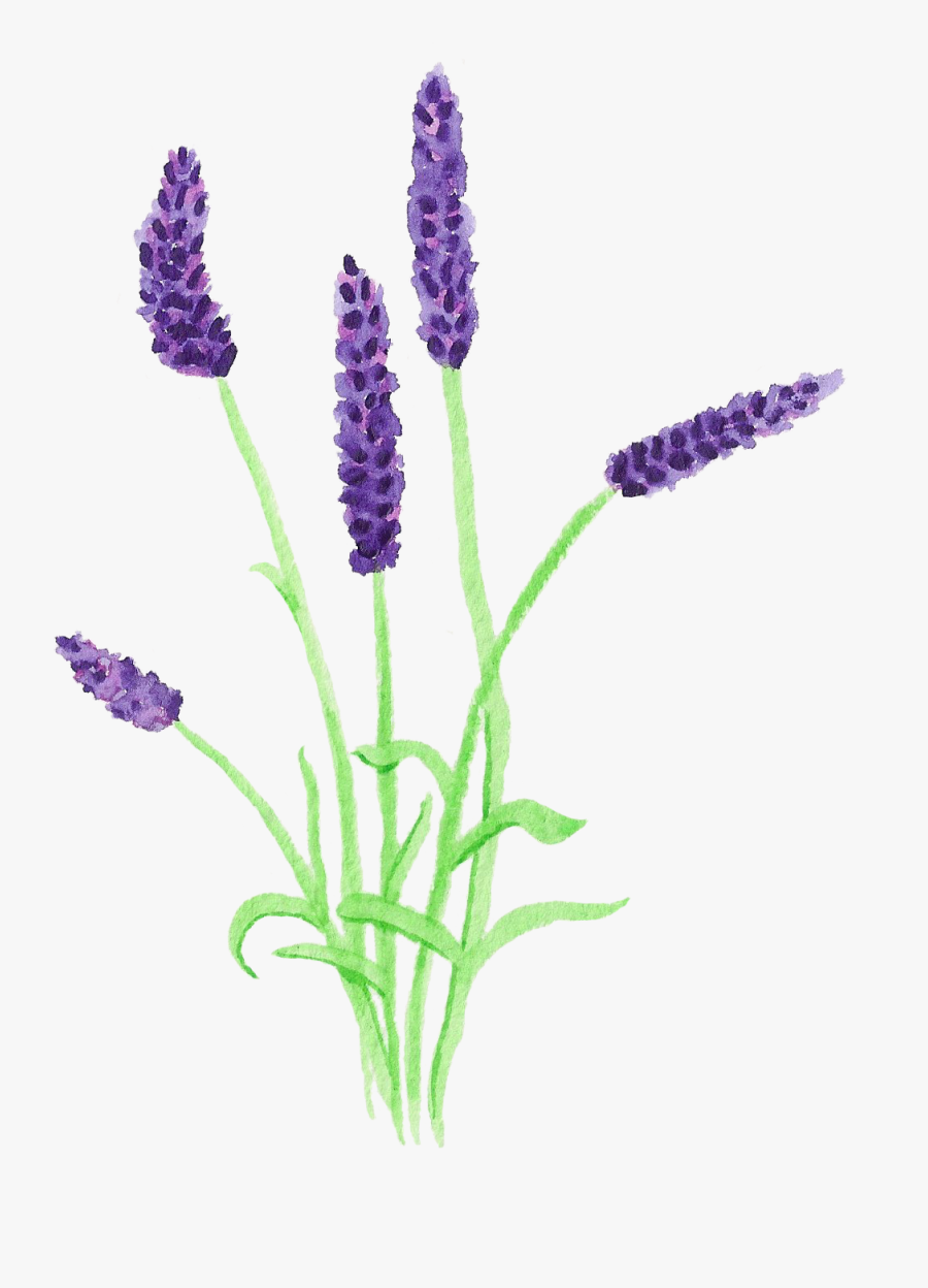 Lavender Clipart Watercolor - Vectoriel Lavande Transparent, Transparent Clipart
