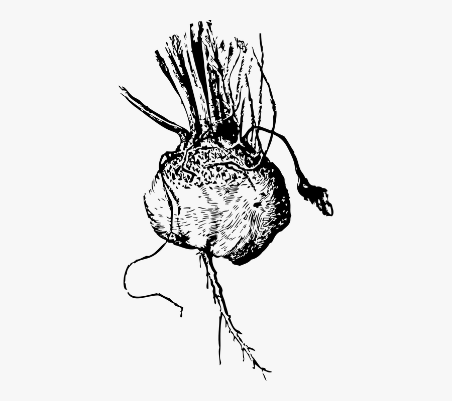 Beetroot Beet Root Vegetable Veggie Salad Food - Vector Black And White Beetroot, Transparent Clipart