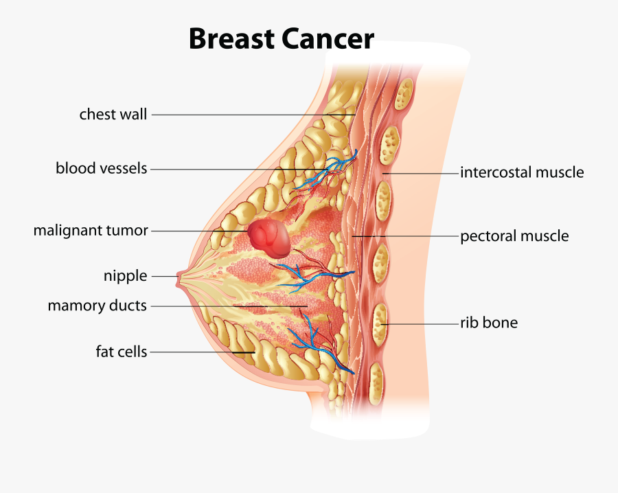 Breast Cancer Awareness Month - Breast Anatomy, Transparent Clipart