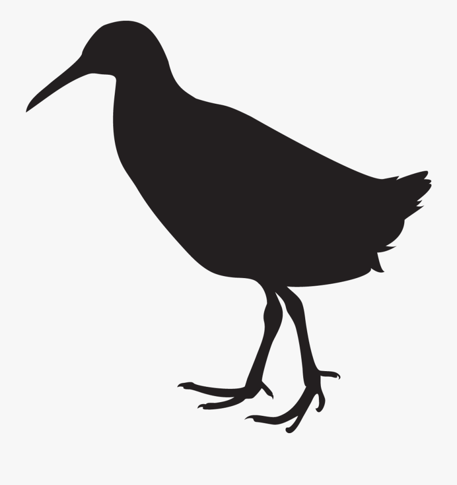 Birds Of North America Cornell Lab Of Ornithology Rail - Ornithology Png, Transparent Clipart