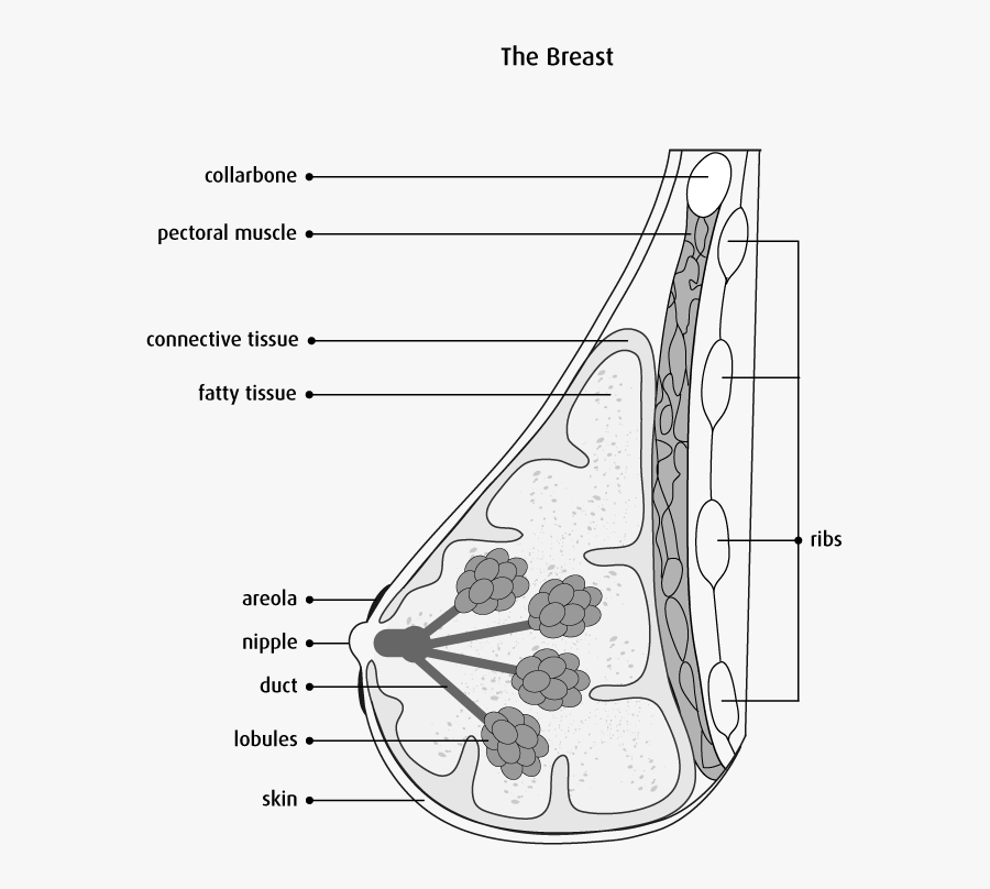 Transparent Boobs Clipart - Breast Cancer Diagram Black And White, Transparent Clipart
