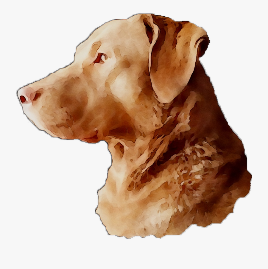 Labrador Breed Dog Gun Snout Retriever Clipart - Companion Dog, Transparent Clipart