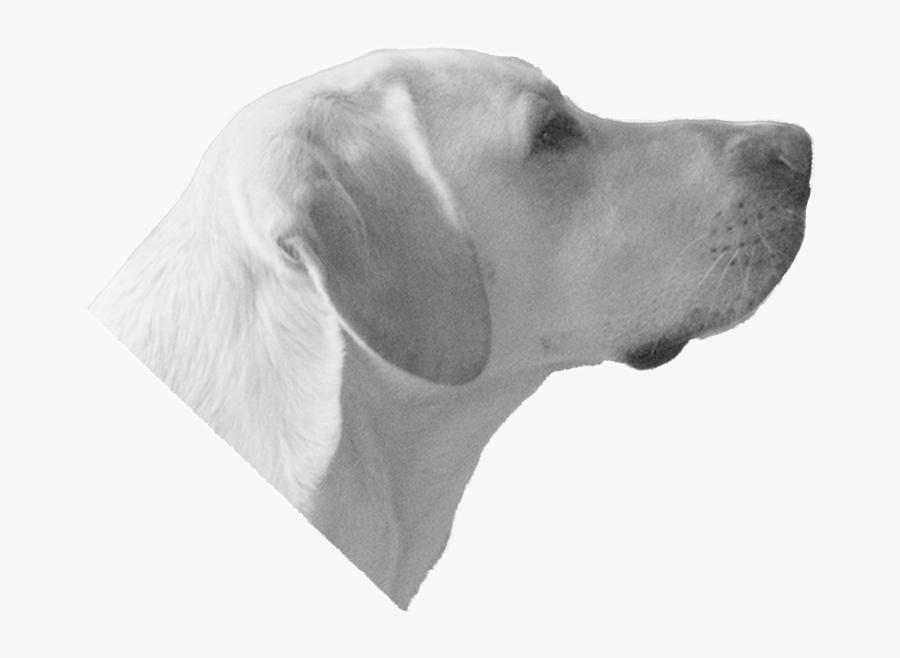 Dog Head Transparent Background, Transparent Clipart