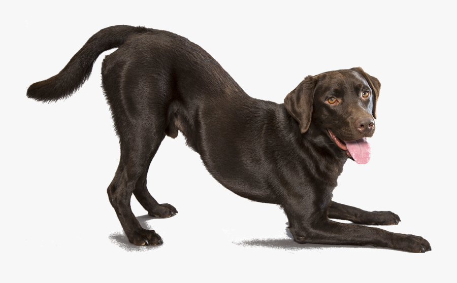 72661 - Black Lab Transparent Background, Transparent Clipart