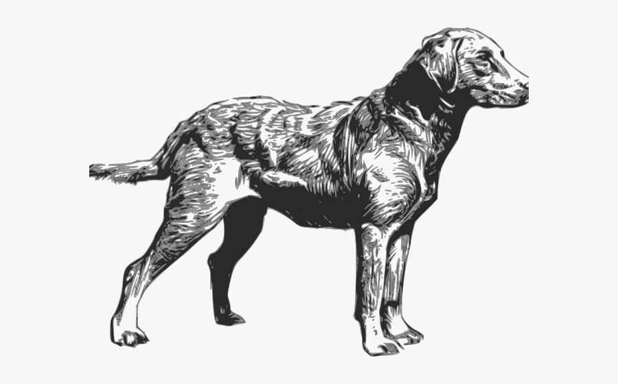 Labrador Retriever Clipart Hunting Dog - Chesapeake Bay Retriever Silhouette, Transparent Clipart