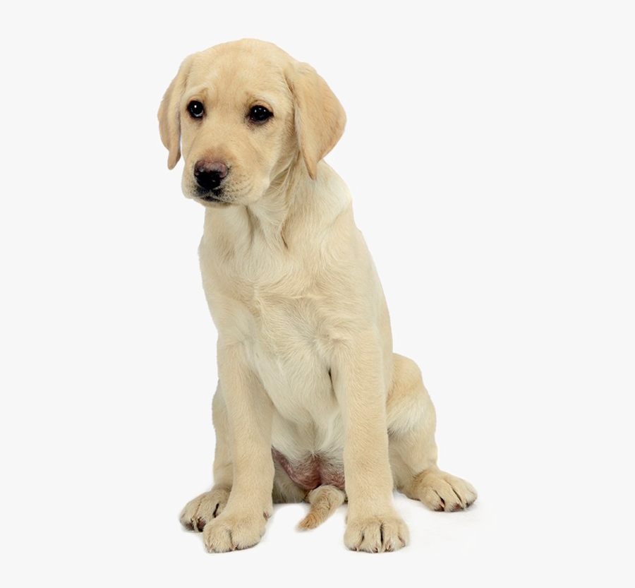 Labrador Png Free Download - Golden Retriever Puppy White Background, Transparent Clipart